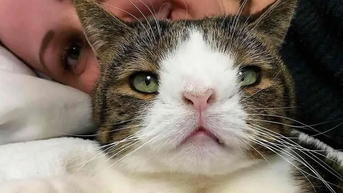 This Community Shared The Stories Of 32 Cats Who Faced Incredible Challenges And Found Loving Humans