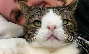 This Community Shared The Stories Of 32 Cats Who Faced Incredible Challenges And Found Loving Humans