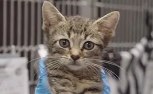 Critically Ill Kitten Got Xenotransfusion From A Dog, And Earned An Adorable New Nickname