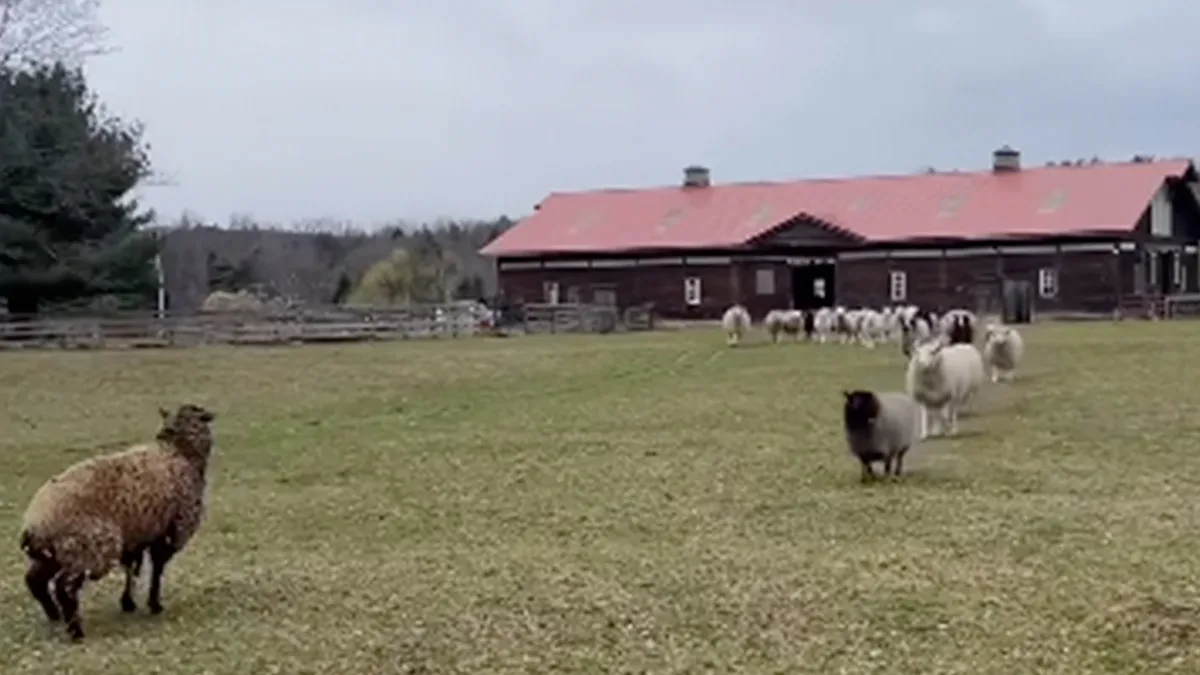 “Welcome To A New Life, Nicole”: Rescued Sheep Meets Herd In Heartwarming Animal Rescue Moment
