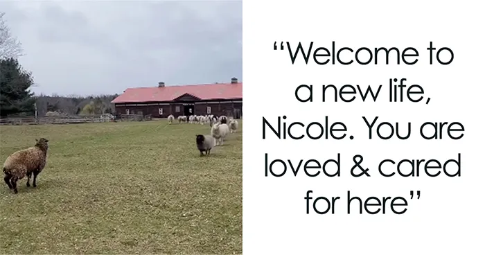 “Welcome To A New Life, Nicole”: Rescued Sheep Meets Herd In Heartwarming Animal Rescue Moment