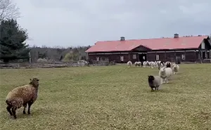 Viral Animal Rescue Video Shows A Rescued Sheep Getting The Sweetest Welcome From Her New Herd