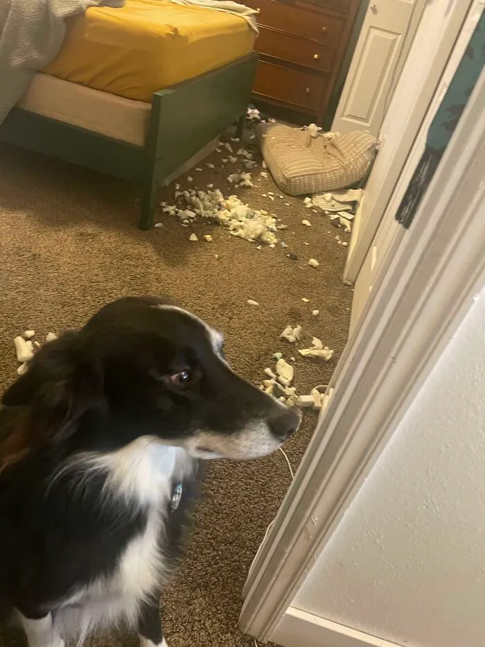 Black and white dog sitting near shredded bed and mess on carpet