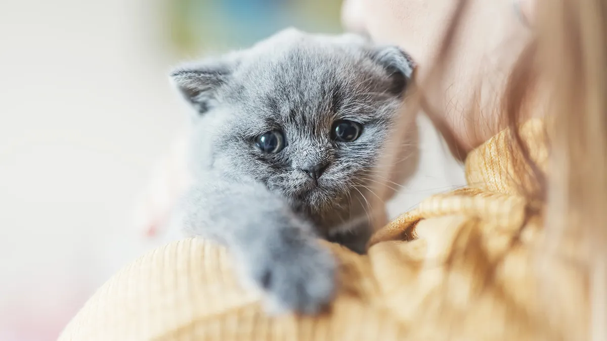 Cat Owner Comes Home To Find Her Pet With Bandaged Paws After Roommate Ignored A Clear “No”