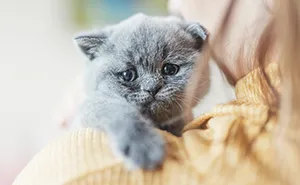 Cat Owner Comes Home To Find Her Pet With Bandaged Paws After Roommate Ignored A Clear “No”
