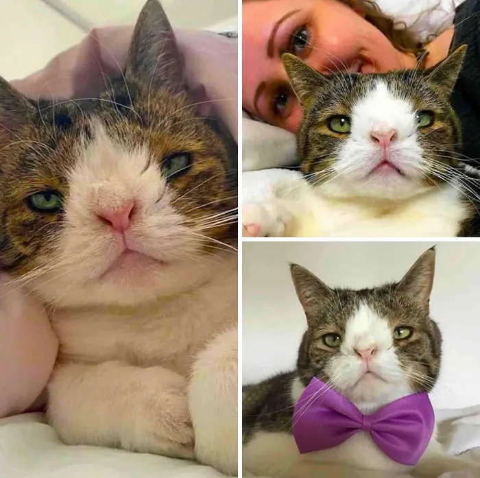 Inspiring stories of cats illustrated by a collage of a tabby cat with a unique face wearing a purple bowtie.