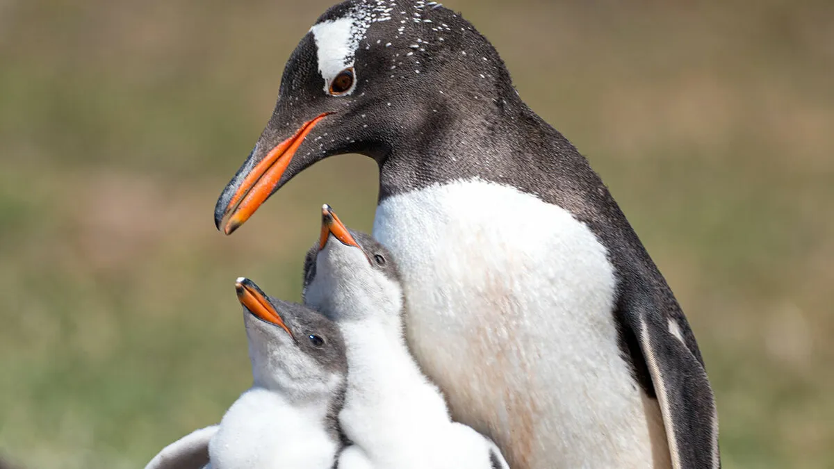 These Isolated Penguins On The Kerguelen Islands Evolved Into A Species Of Their Own