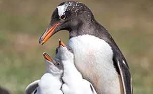 These Isolated Penguins On The Kerguelen Islands Evolved Into A Species Of Their Own