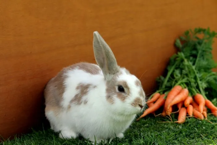 Cute bunny rabbit sitting near fresh carrots, debunking Hollywood myths.
