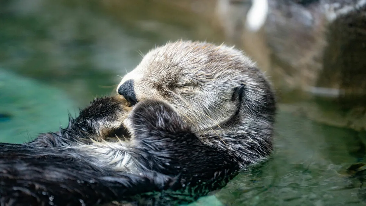 The Adorable Reason Sea Otters Keep Their Paws on Their Bellies