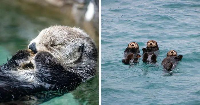 The Adorable Reason Sea Otters Keep Their Paws on Their Bellies