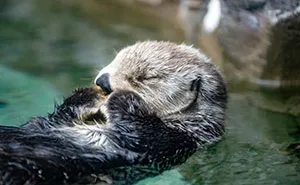 The Adorable Reason Sea Otters Keep Their Paws on Their Bellies