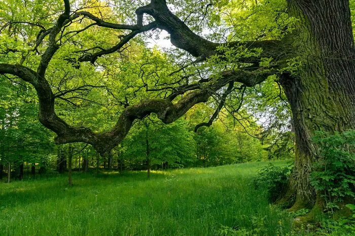 Large tree with twisted branches in bright green forest meadow