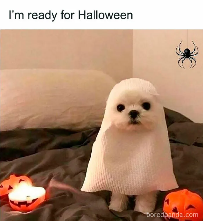 Cute white puppy wearing a ghost costume surrounded by pumpkins, a fun spooky season meme.