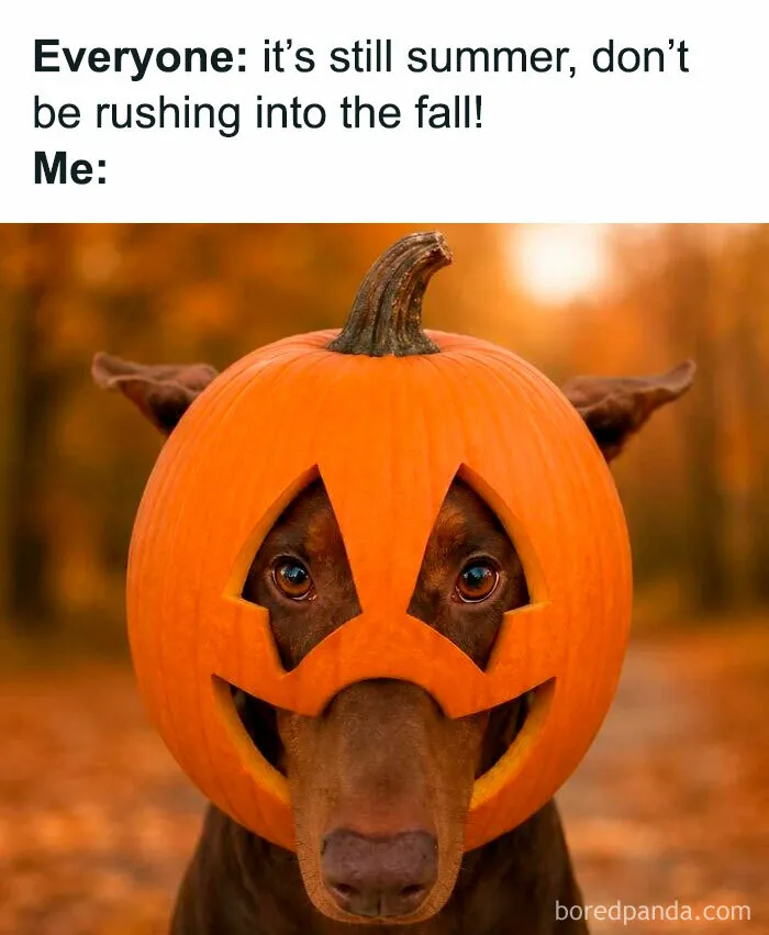 Dog wearing a jack-o-lantern head carving for spooky season memes post