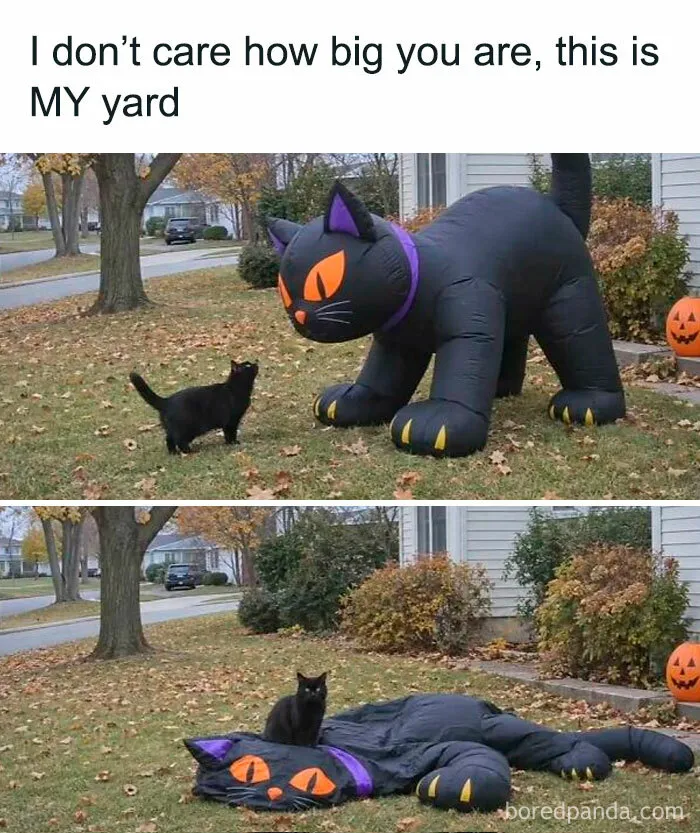 Funny spooky season memes showing a real black cat sitting on top of a deflated giant inflatable cat decoration.