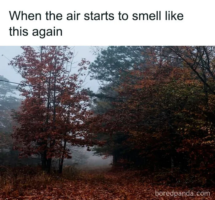 Spooky season meme showing a misty autumn forest filled with fallen orange leaves on a dirt path.