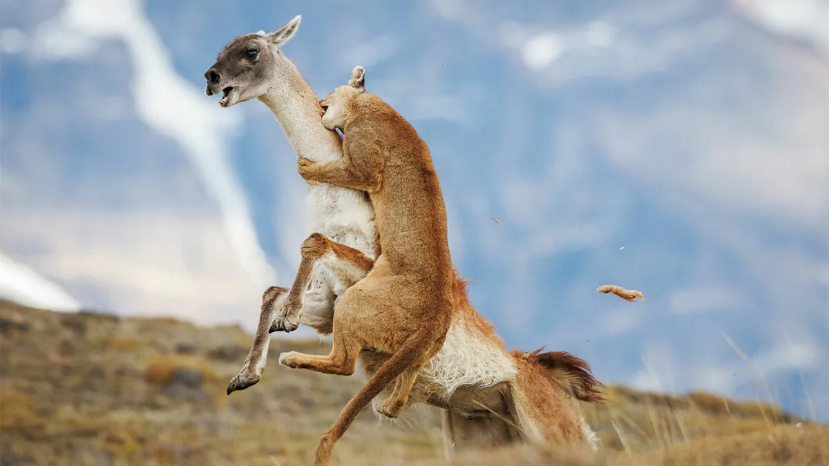 70 Best Photos Of 2026 According To Siena International Photo Awards