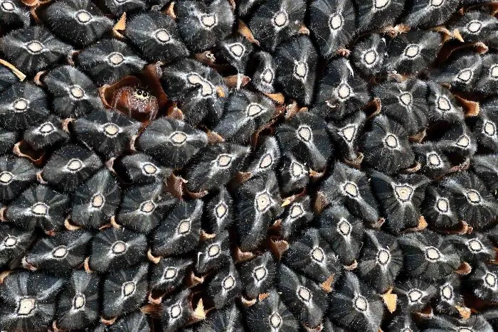 Tiny jumping spider hiding among dark sunflower seeds, featured in NPOTY photography.