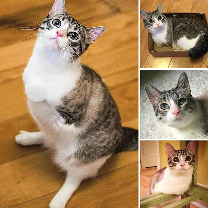 A three-legged tabby cat standing balance, illustrating special needs cats who found love.
