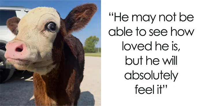 Farm Family Helps Blind Calf Discover The World Through Sound And Touch, And Netizens Can’t Get Enough