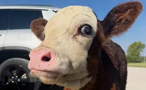 Farm Family Helps Blind Calf Discover The World Through Sound And Touch, And Netizens Can’t Get Enough