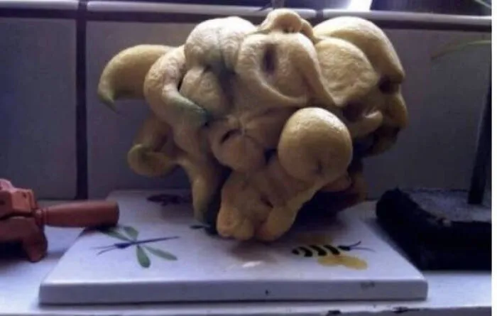 Oddly shaped ginger root resembling a distorted face on kitchen counter