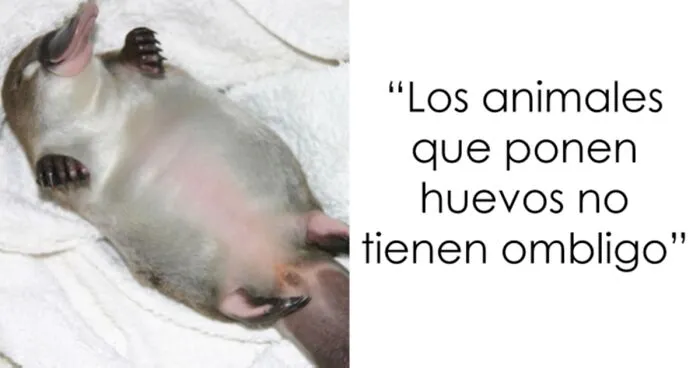 Este padre pidió a la gente datos interesantes que poder contarle a su hija antes de dormir, y recibió estas 40 respuestas