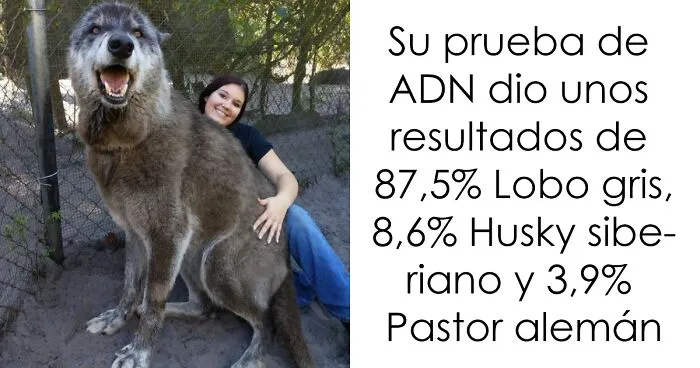 Cuando creció demasiado, el dueño dejó a este perro-lobo en un refugio para que lo sacrificaran, pero por suerte un santuario lo salvó