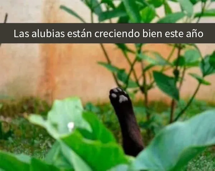 20 Memes para tomarte un respiro y echarte unas risas