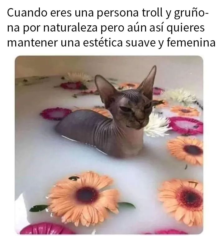 20 Memes para tomarte un respiro y echarte unas risas