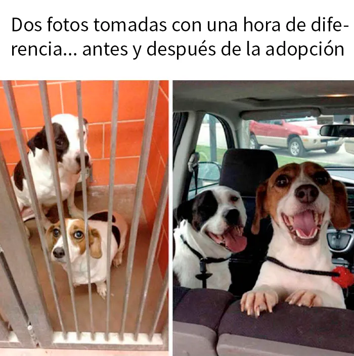 20 Geniales memes de perros para alegrarte el día
