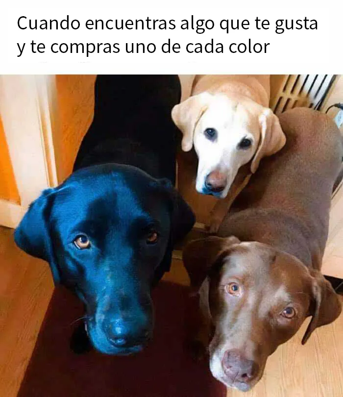 20 Geniales memes de perros para alegrarte el día
