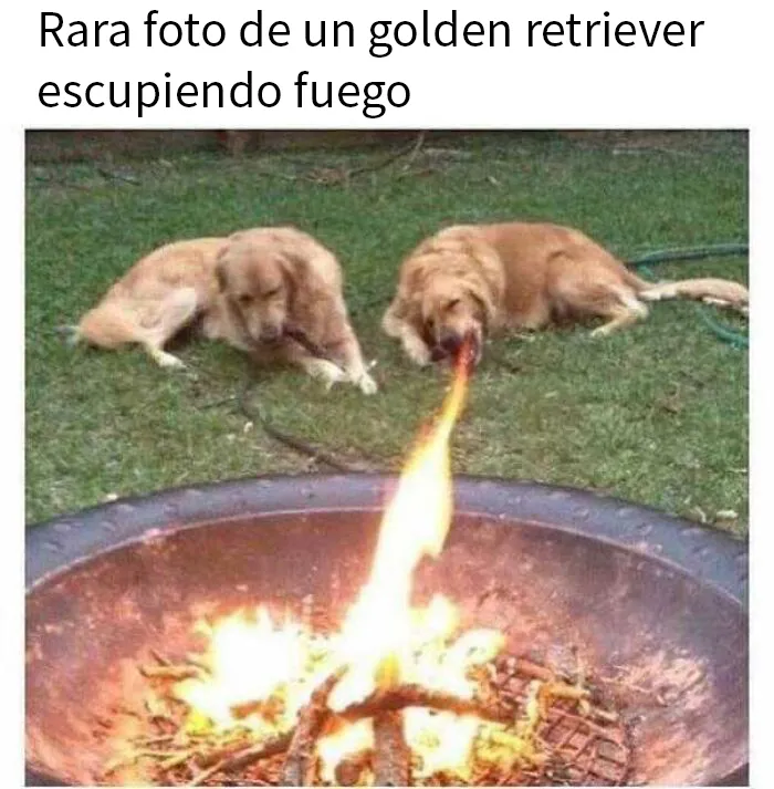 20 Geniales memes de perros para alegrarte el día