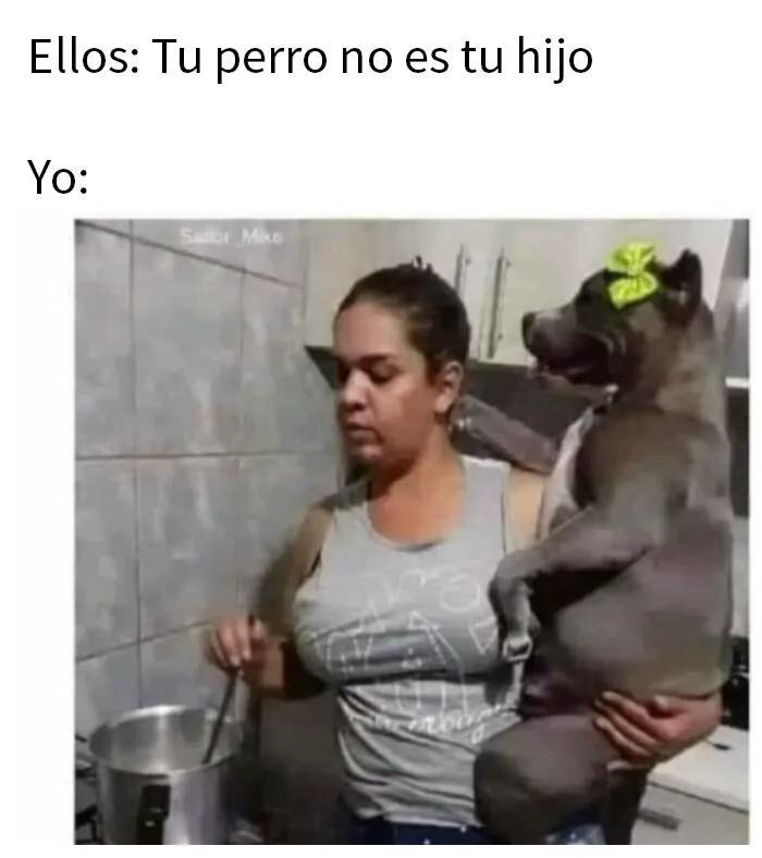 20 Geniales memes de perros para alegrarte el día