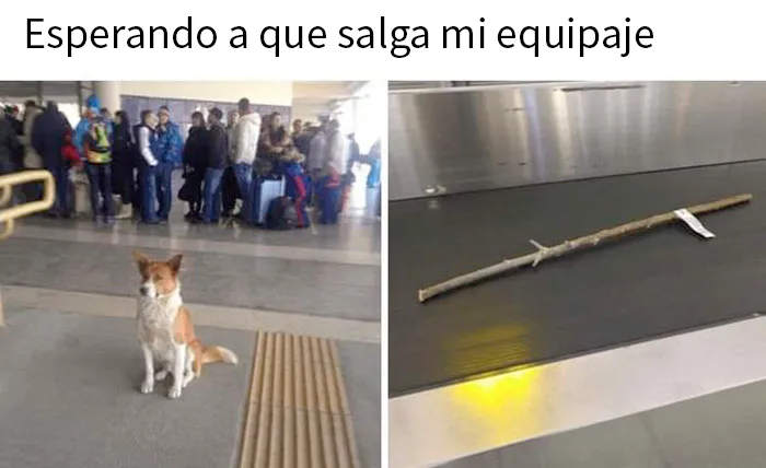 20 Geniales memes de perros para alegrarte el día