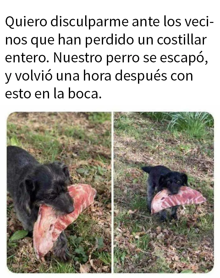 20 Geniales memes de perros para alegrarte el día