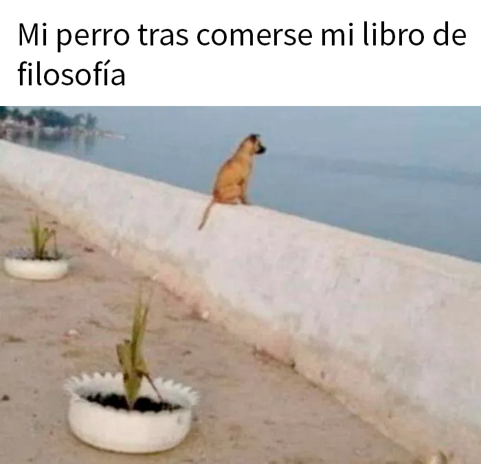 20 Geniales memes de perros para alegrarte el día