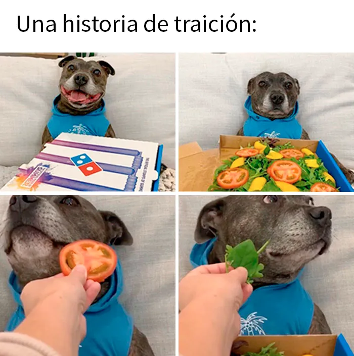 20 Geniales memes de perros para alegrarte el día