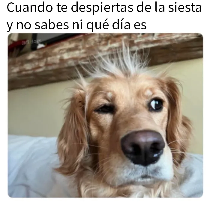 20 Geniales memes de perros para alegrarte el día