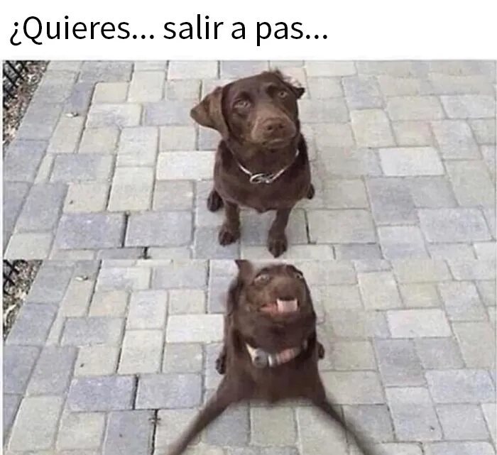 20 Geniales memes de perros para alegrarte el día