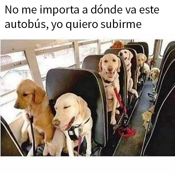 20 Geniales memes de perros para alegrarte el día