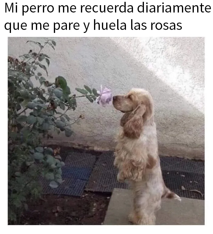 20 Geniales memes de perros para alegrarte el día
