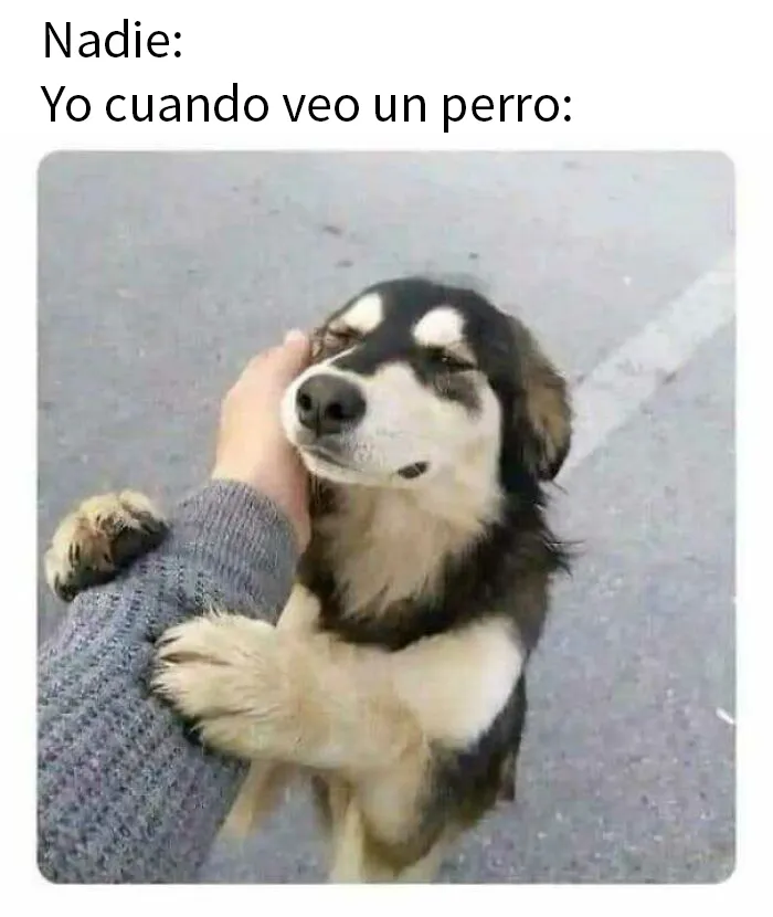 20 Geniales memes de perros para alegrarte el día