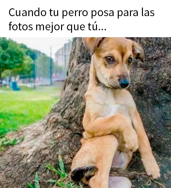 20 Geniales memes de perros para alegrarte el día
