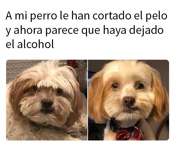 20 Geniales memes de perros para alegrarte el día