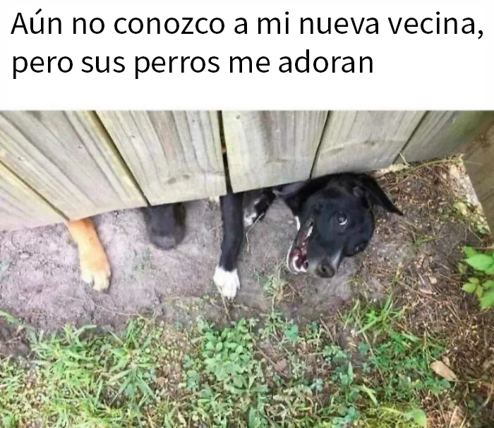 20 Geniales memes de perros para alegrarte el día
