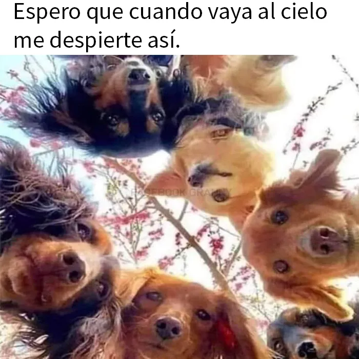 20 Geniales memes de perros para alegrarte el día