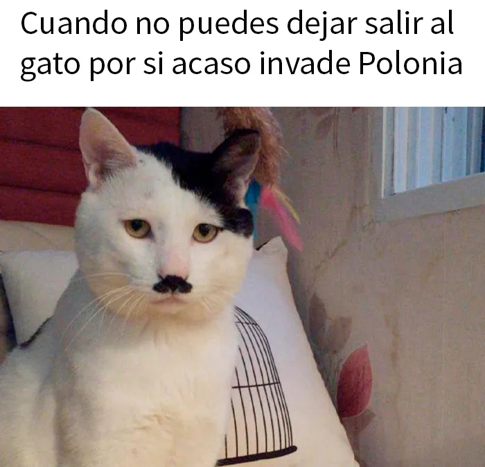 20 Geniales memes de perros para alegrarte el día
