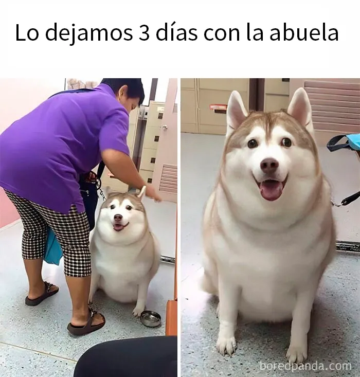 20 Divertidos memes para entretenerte mientras procrastinas